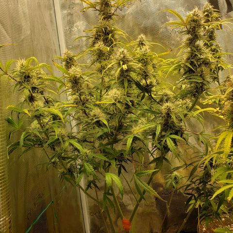 Geloctane  growlog photo: I hope I have enough room to hang dry