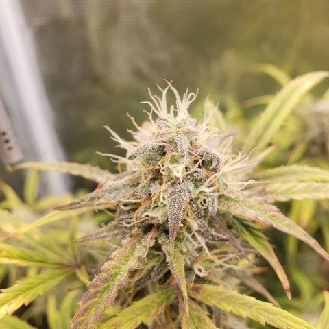Geloctane  growlog photo: I hope I have enough room to hang dry