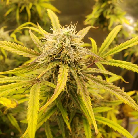 Geloctane  growlog photo: I hope I have enough room to hang dry