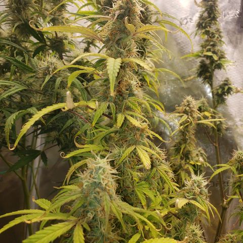 Geloctane  growlog photo: I hope I have enough room to hang dry