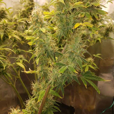 Geloctane  growlog photo: I hope I have enough room to hang dry