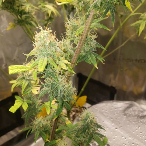 Geloctane  growlog photo: I hope I have enough room to hang dry