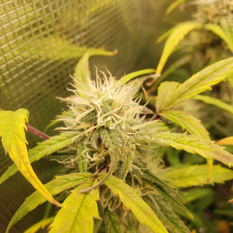 Geloctane  growlog photo: Next time just go all organic