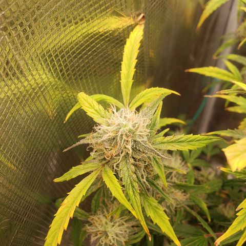 Geloctane  growlog photo: Next time just go all organic