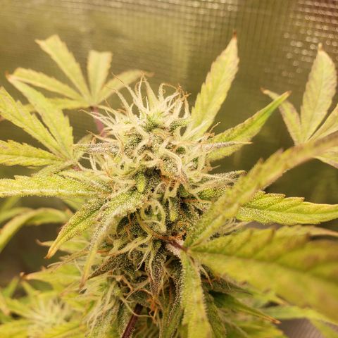 Geloctane  growlog photo: Next time just go all organic