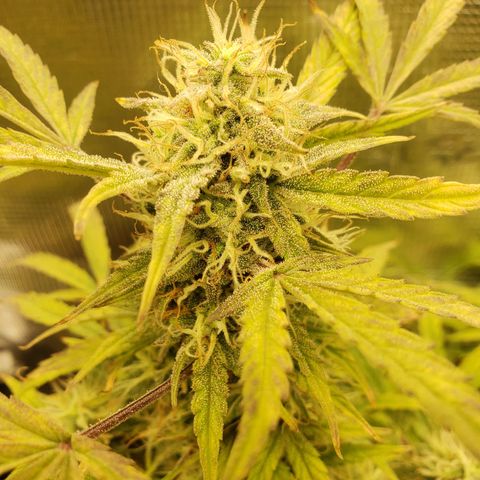 Geloctane  growlog photo: Next time just go all organic