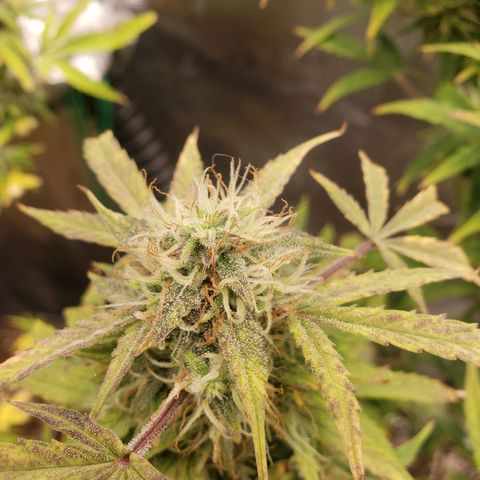 Geloctane  growlog photo: Next time just go all organic