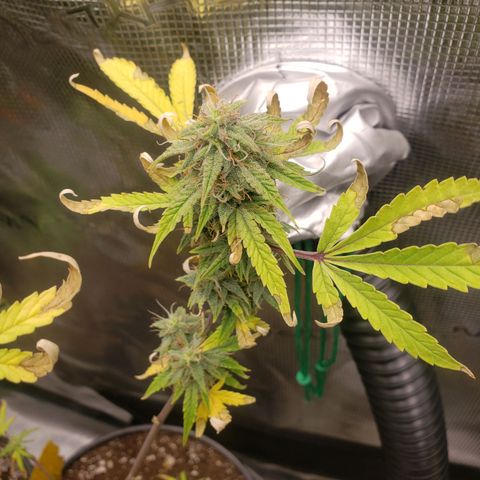 Geloctane  growlog photo: Next time just go all organic