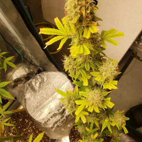 Geloctane  growlog photo: Next time just go all organic