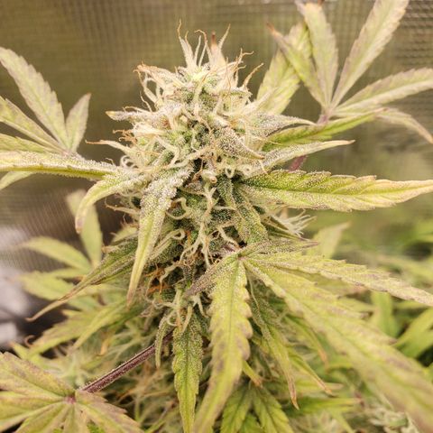 Geloctane  growlog photo: Next time just go all organic