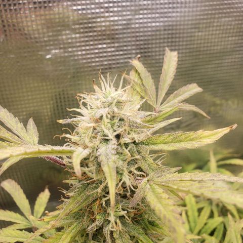 Geloctane  growlog photo: Almost ready 