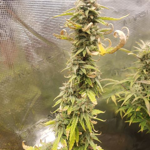 Geloctane  growlog photo: Almost ready 