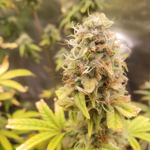 Geloctane  growlog photo: Almost ready 