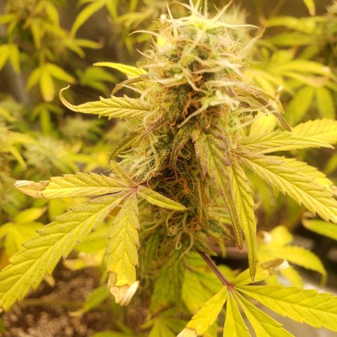 Geloctane  growlog photo: Almost ready 