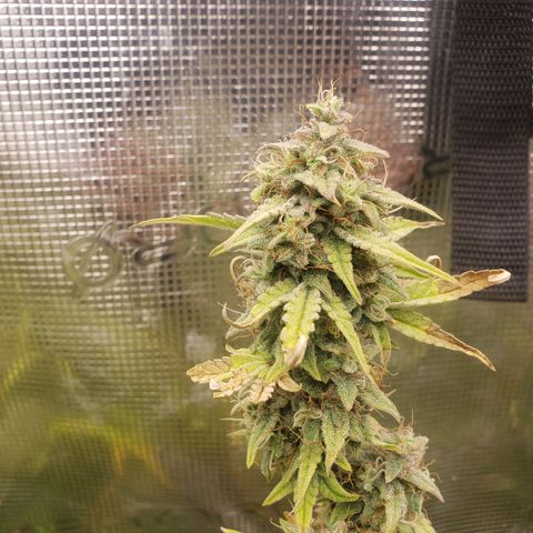 Geloctane  growlog photo: Almost ready 