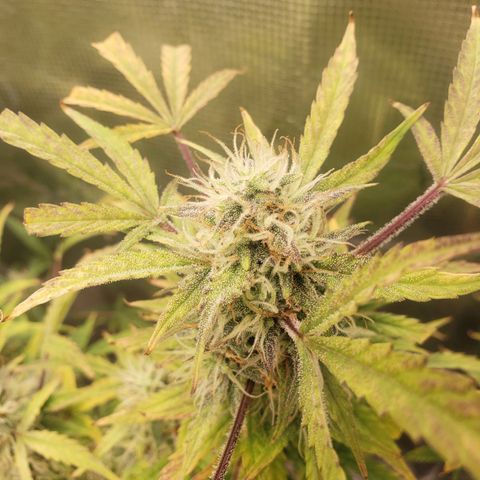 Geloctane  growlog photo: Almost ready 