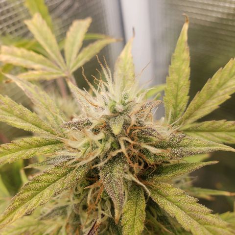 Geloctane  growlog photo: Almost ready 