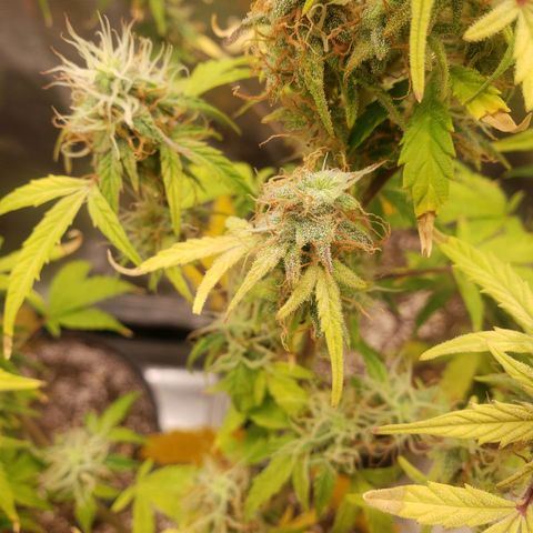 Geloctane  growlog photo: Almost ready 