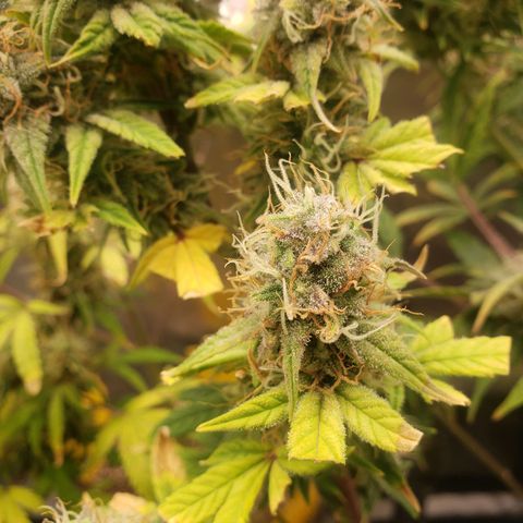 Geloctane  growlog photo: Almost ready 