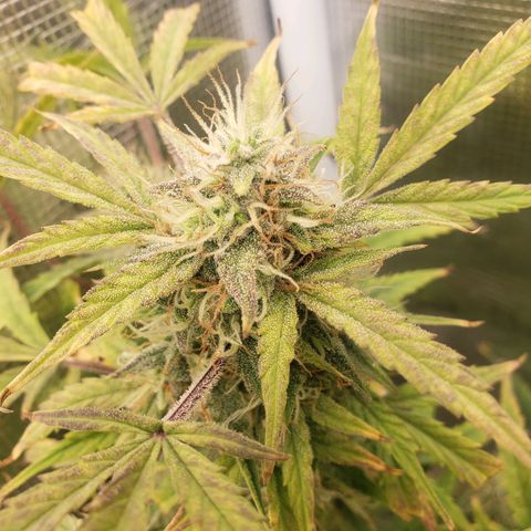 Geloctane  growlog photo: Almost ready 