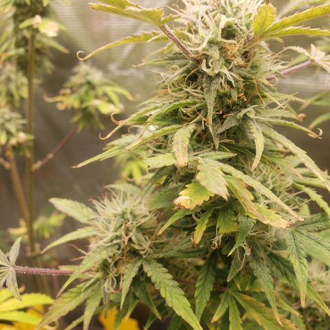 Geloctane  growlog photo: Almost ready 