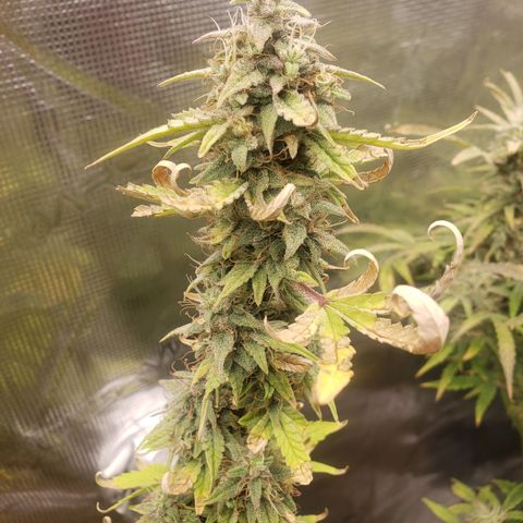 Geloctane  growlog photo: Almost ready 