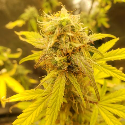 Geloctane  growlog photo: Almost ready 