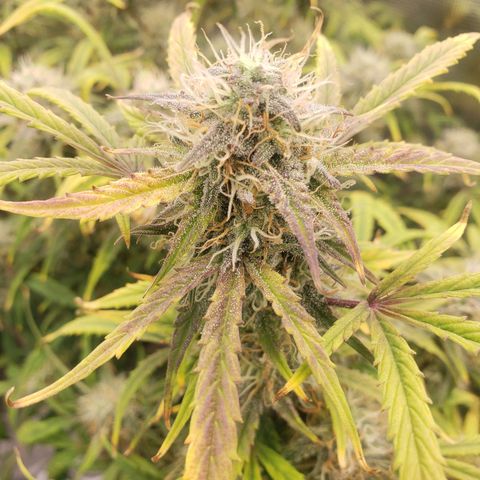 Geloctane  growlog photo: Almost ready 