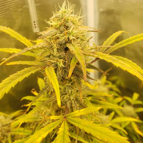 Geloctane  growlog photo: Almost ready 