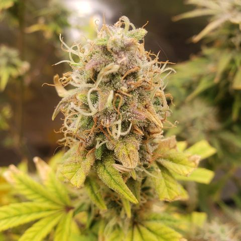 Geloctane  growlog photo: Almost ready 