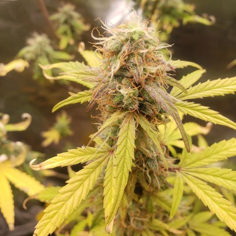 Geloctane  growlog photo: Almost ready 