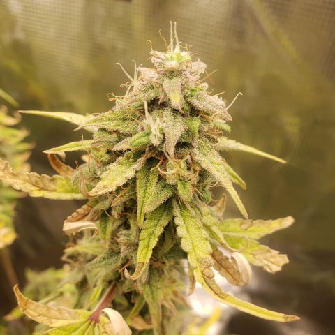 Geloctane  growlog photo: Almost ready 