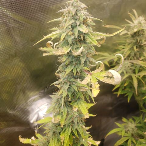 Geloctane  growlog photo: Almost ready 