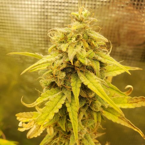 Geloctane  growlog photo: Almost ready 