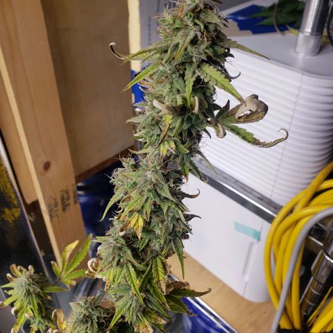 Geloctane  growlog photo: Morning 