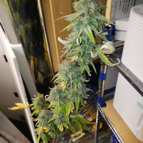 Geloctane  growlog photo: Morning 