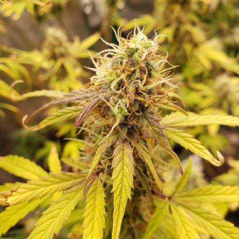 Geloctane  growlog photo: Morning 