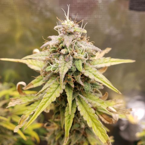 Geloctane  growlog photo: Morning 
