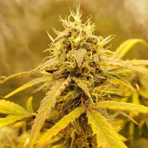 Geloctane  growlog photo: Morning 