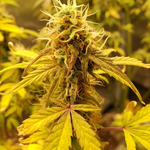 Geloctane  growlog photo: Morning 