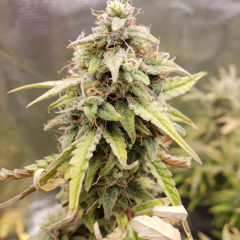 Geloctane  growlog photo: Morning 