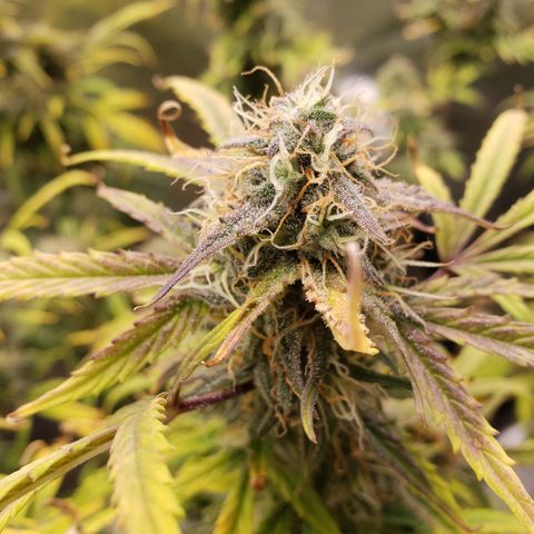 Geloctane  growlog photo: Morning 