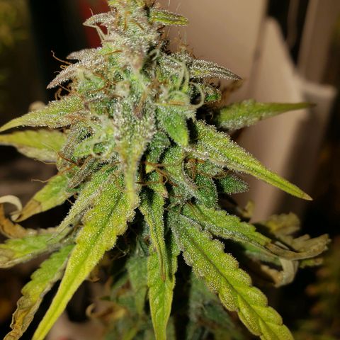 Geloctane  growlog photo: Morning 
