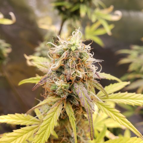 Geloctane  growlog photo: Morning 