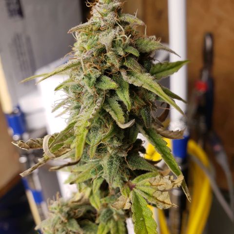 Geloctane  growlog photo: Couple more days 