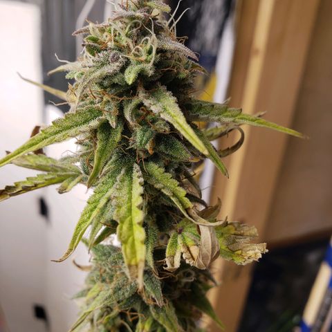 Geloctane  growlog photo: Couple more days 