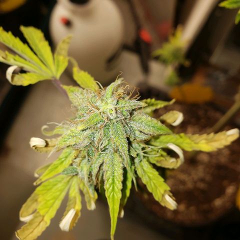 Geloctane  growlog photo: Couple more days 