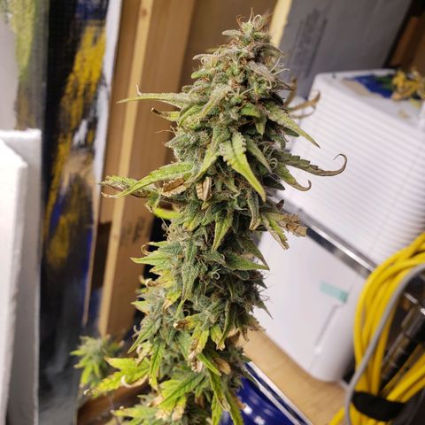 Geloctane  growlog photo: Couple more days 