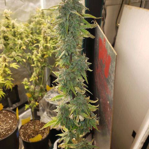 Geloctane  growlog photo: Couple more days 