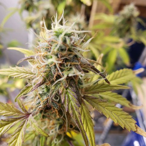 Geloctane  growlog photo: Couple more days 